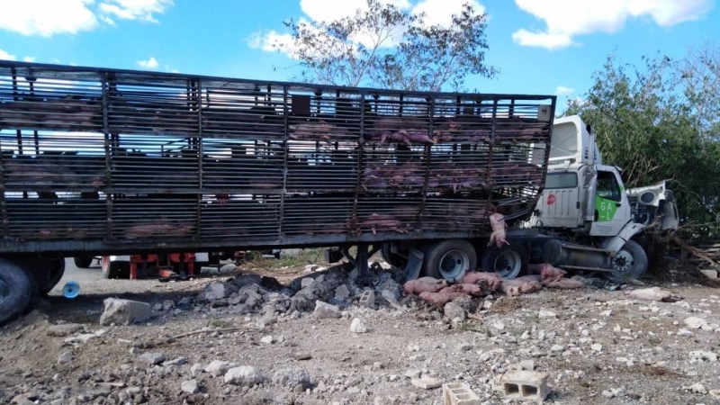 Mueren decenas de cerdos tras accidente vial