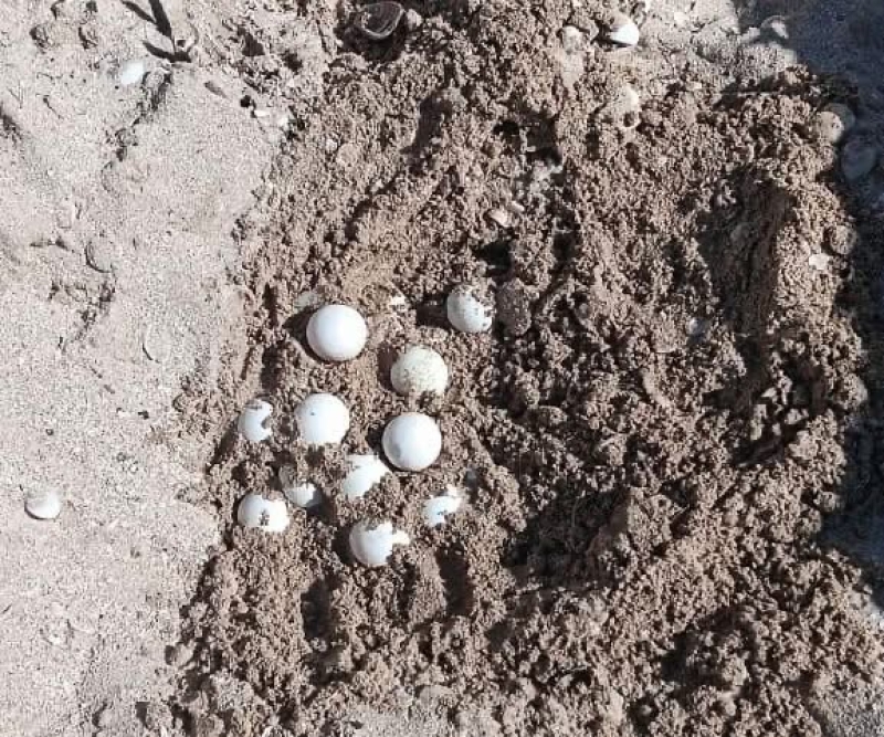Rescatan huevos de tortuga en Progreso