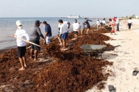 Alcanza sargazo condición sin precedentes: académica