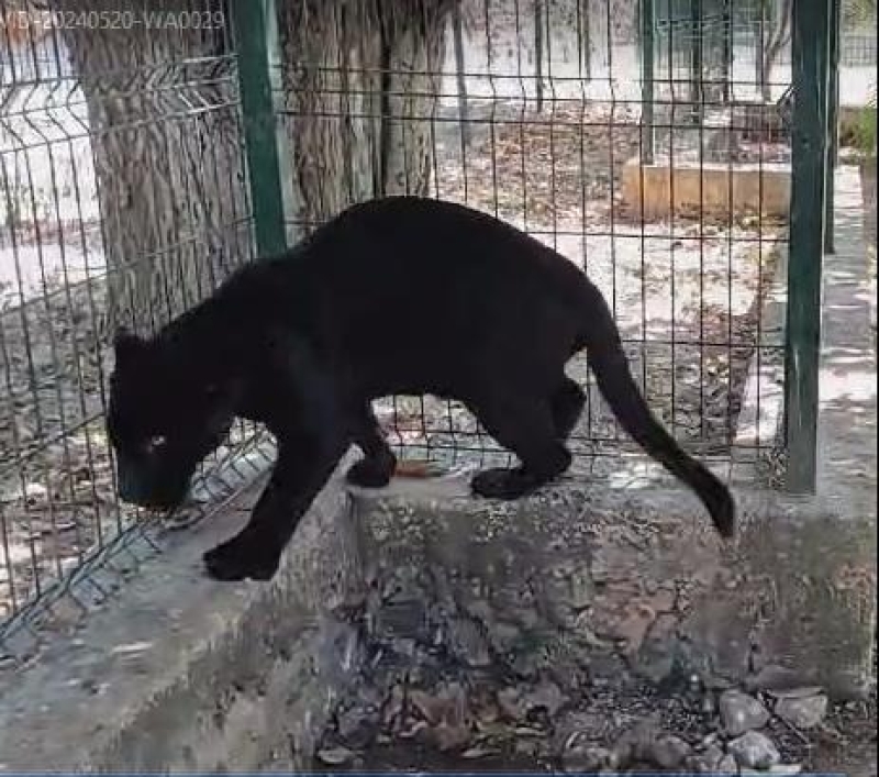 Asegura Profepa jaguar amputado  por negligencia