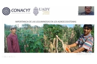 Las legumbres, un alimento esencial