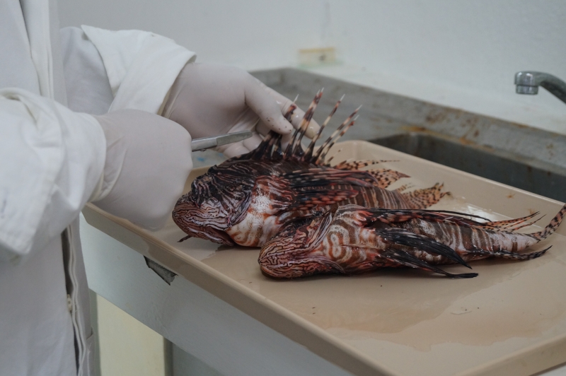 Investigadores proponen consumir pez león en “chicharrón”