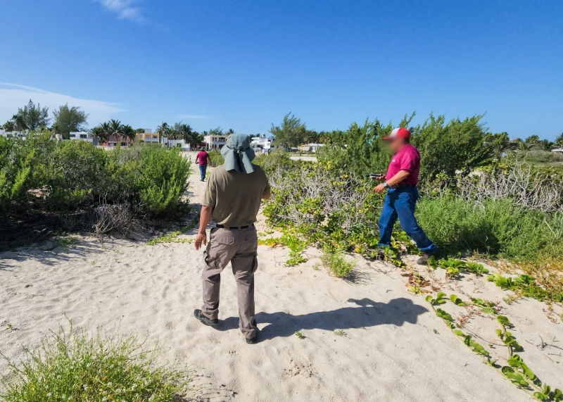 Nuevo desmonte ilegal en Sisal