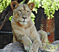 Niega ayuntamiento &quot;fuga&quot; de león del zoológico Animaya