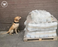 Decomisa Guardia Nacional droga embarcada en Mérida