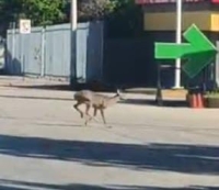Venado causa accidente en Periférico