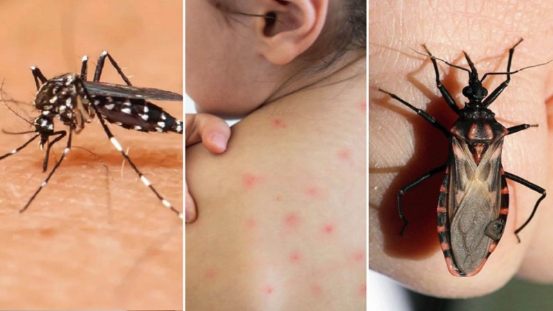 Con IA detectan etapas de la enfermedad de Chagas