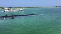Rescatan ballena en Isla Contoy