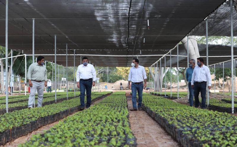 Supervisa Vila Dosal producción del programa “Sembrando Vida”