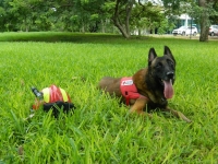 Elliot, Dusty y Megan entrenan en la Cruz Roja  para salvar vidas