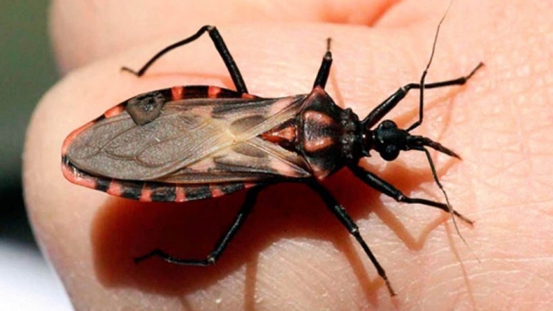 Silenciosa y desatendida la enfermedad de Chagas