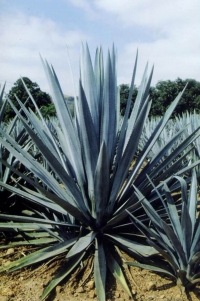 Características geológicas dan a México exclusividad de producir tequila
