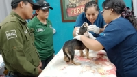 Crueldad animal en Kanasín