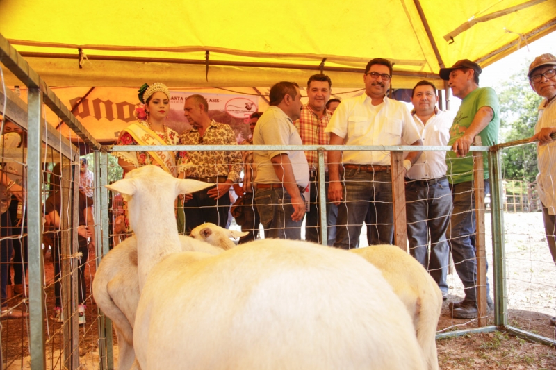 Producción ovina tiene mucho futuro en Yucatán