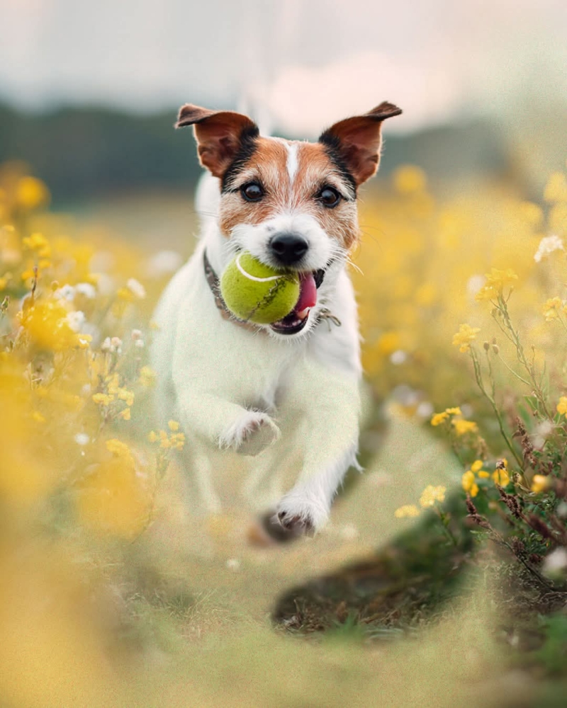 Implementan nuevas reglas Pet Friendly en plaza La Isla
