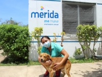 Ayuntamiento de Mérida trabaja a favor del bienestar animal