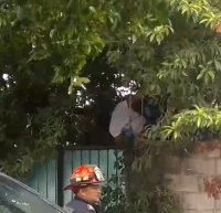 Mujer se ensarta en cavillas tras caer de árbol de huaya 
