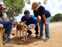 Inicia Cultur rescate de jauría de perros en Chichén Itzá