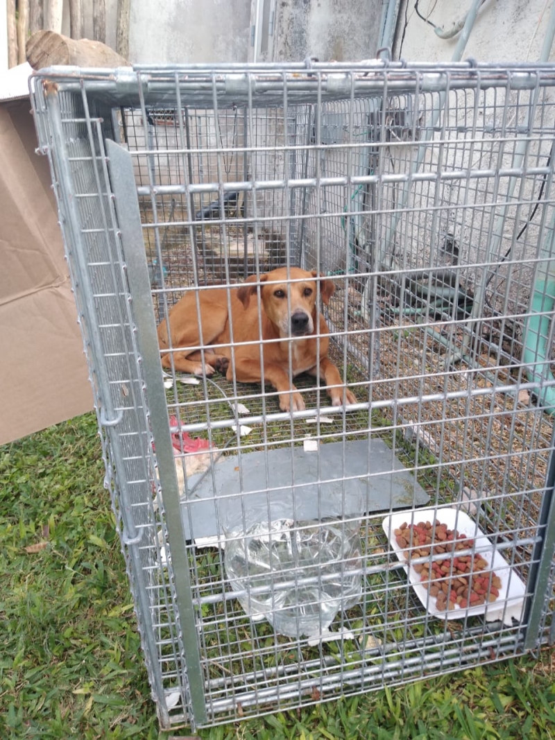 Devolverán a su hábitat a perro rescatado en Chichén