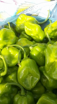 Buscan certificación de chile habanero en la Península