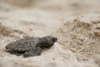 Inédita liberación de crías de tortuga lora en Progreso