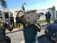 Hallan tortuga muerta en Telchac Puerto