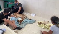 Organizan jornada de esterilización en fraccionamiento "San Marcos Sustentable"