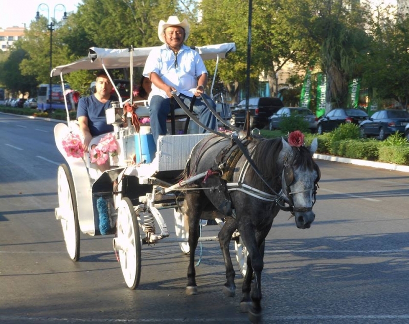 Atenderán salud de los caballos de tiro