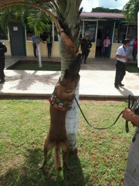 Encuentran residuos de cannabis en escuela de Tizimín