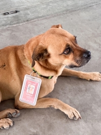 Cetram tiene un inspector muy 