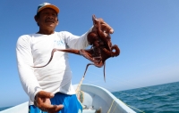 Ampliación en captura de pulpo, un respiro para pescadores