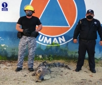 Capturan a cocodrilo en comisaría de Umán 