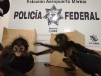 Asegura PF dos monos araña en Aeropuerto de Mérida