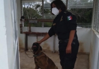 Mujer policía salva a perro de enjambre de abejas