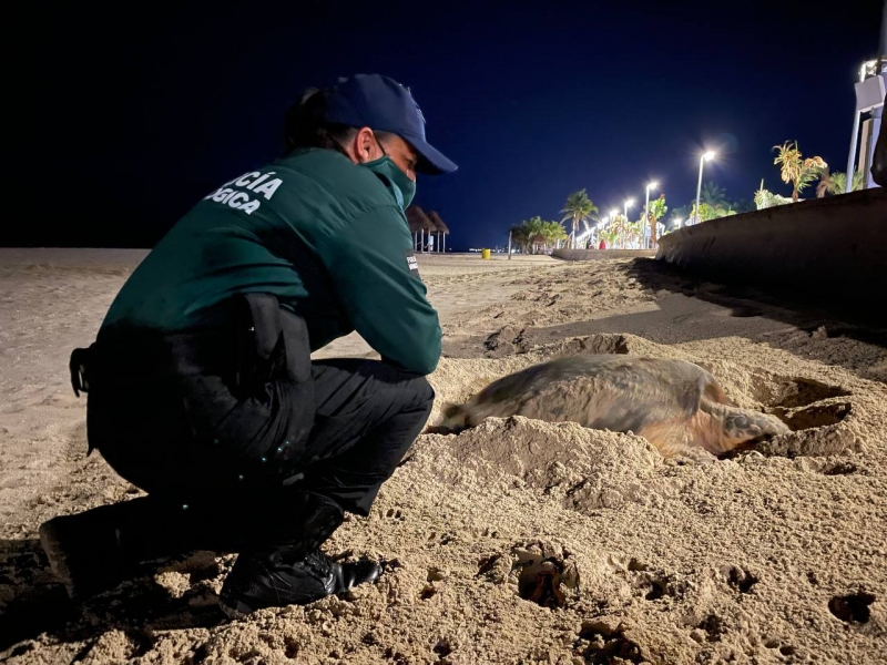 Playa del Malecón de Progreso fue escenario del desove de tortuga carey