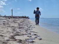 Marea roja amenaza litorial yucateco