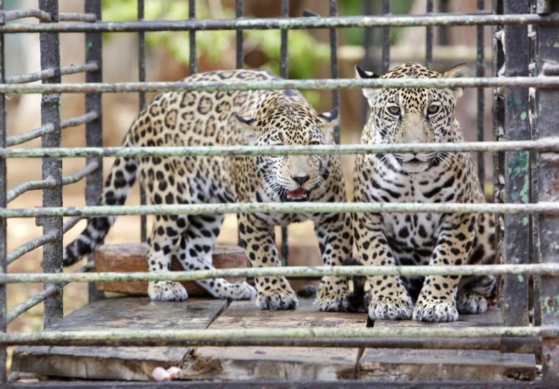 Destacan atención de crías de jaguar en El Centenario