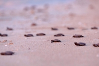 Liberan crías de tortuga Carey en playas de Sisal