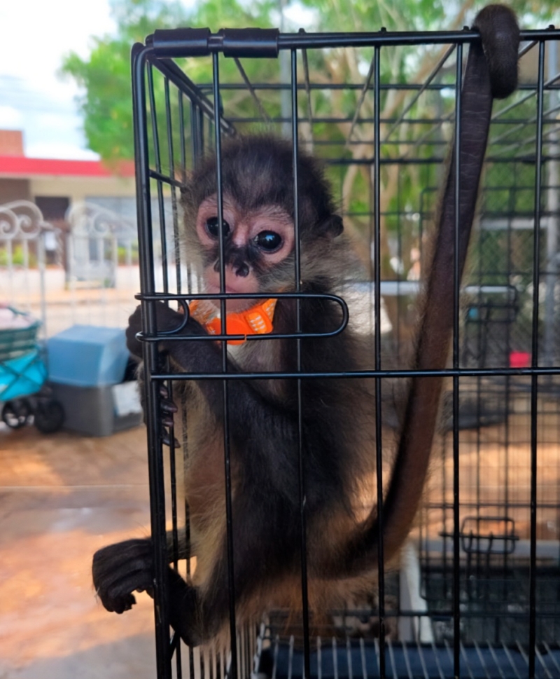 Rescata Profepa mono araña en Tianguis San Roque