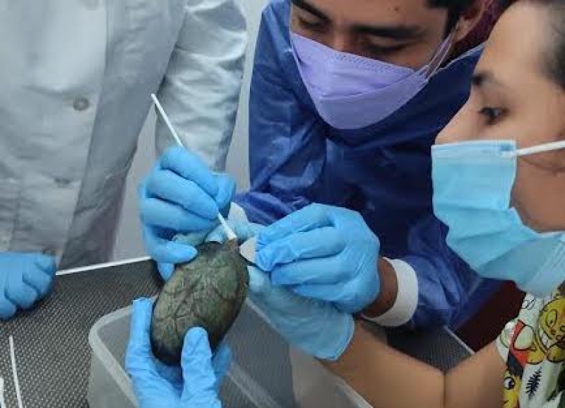 Analizan riesgos de tener a tortugas como mascotas