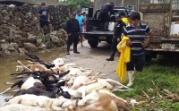 Ganado ovino ahogado tras paso de Gamma