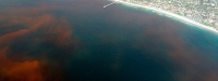 Alerta en costa yucateca por temporada de marea roja