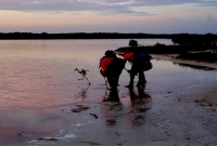 Promueven la protecci&oacute;n del flamenco del Caribe