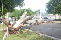 Colapsa árbol y genera movilización en Tizimín