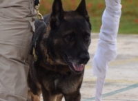 Perros entrenados detectarán Covid-19 en Yucatán