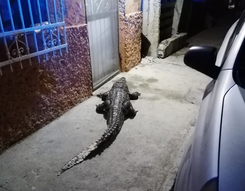 Capturan a cocodrilo en zona urbana de Progreso