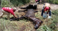 Caballo cae en fosa séptica en Conkal