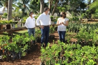 Plantarán 10 mil árboles más en la capital yucateca