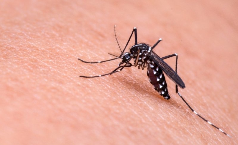Aún se registran casos de malaria o paludismo en México