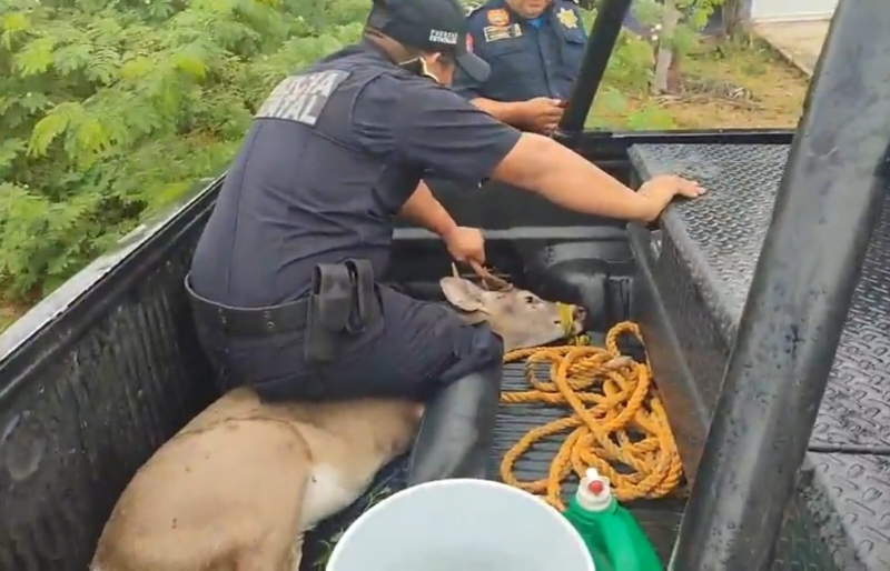 Policías estatales aseguran a venado en Ciudad Caucel 